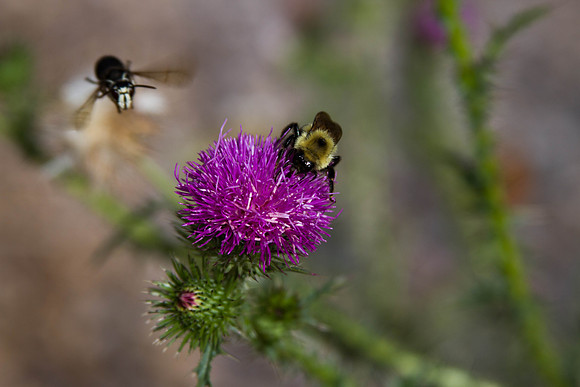 Baxter Tour - Brainerd photographer