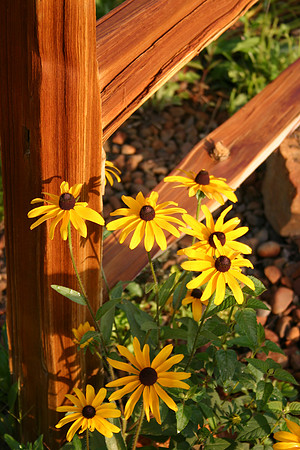 Northland Arboretum - Brainerd Photographer